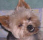 Comprendre les grognements du chien